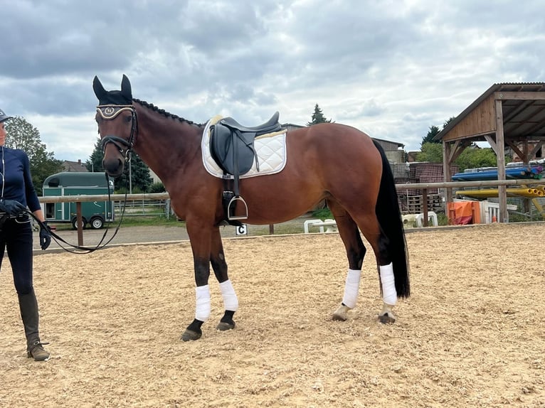 Hannover Mix Giumenta 11 Anni 155 cm Baio in Brandis