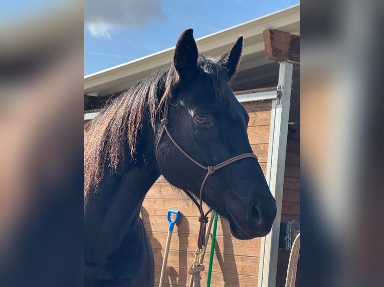 Hannover Giumenta 11 Anni 160 cm Morello in Osterode am Harz