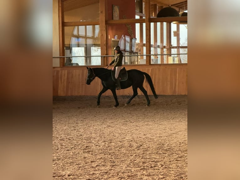 Hannover Giumenta 11 Anni 160 cm Morello in Osterode am Harz