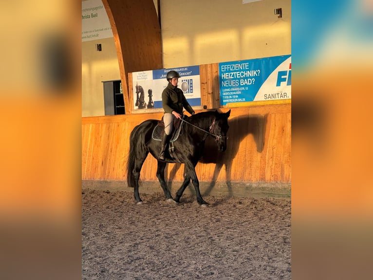 Hannover Giumenta 11 Anni 160 cm Morello in Osterode am Harz