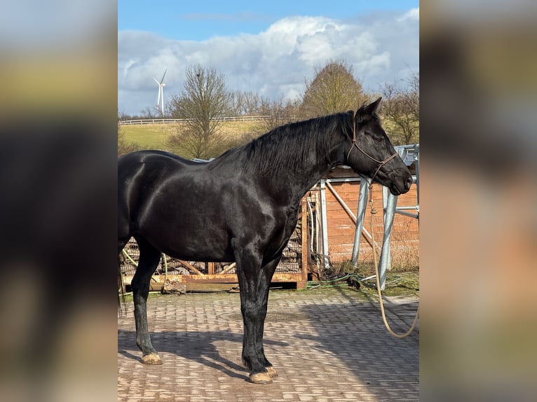 Hannover Giumenta 11 Anni 160 cm Morello in Seeburg