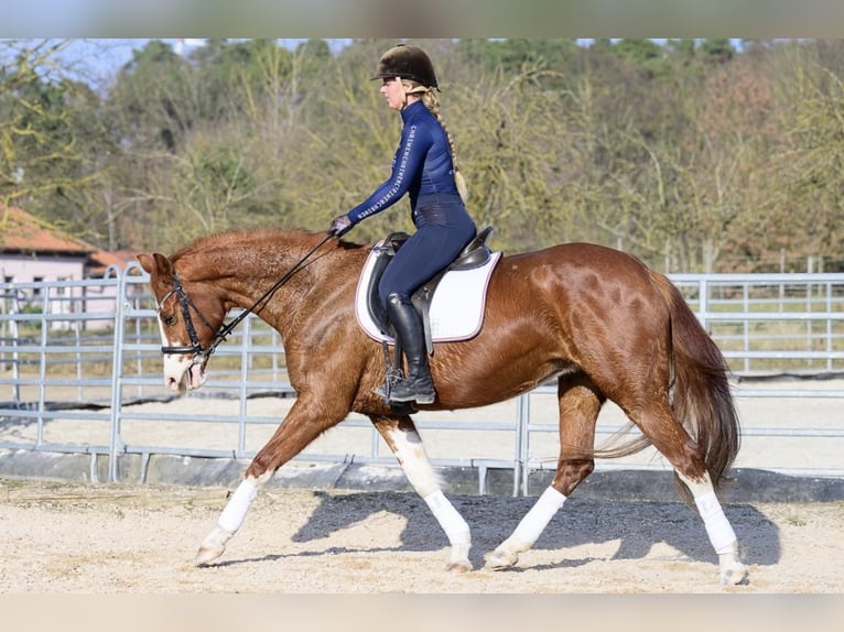 Hannover Giumenta 11 Anni 160 cm Sauro in W&#xFC;rzburg