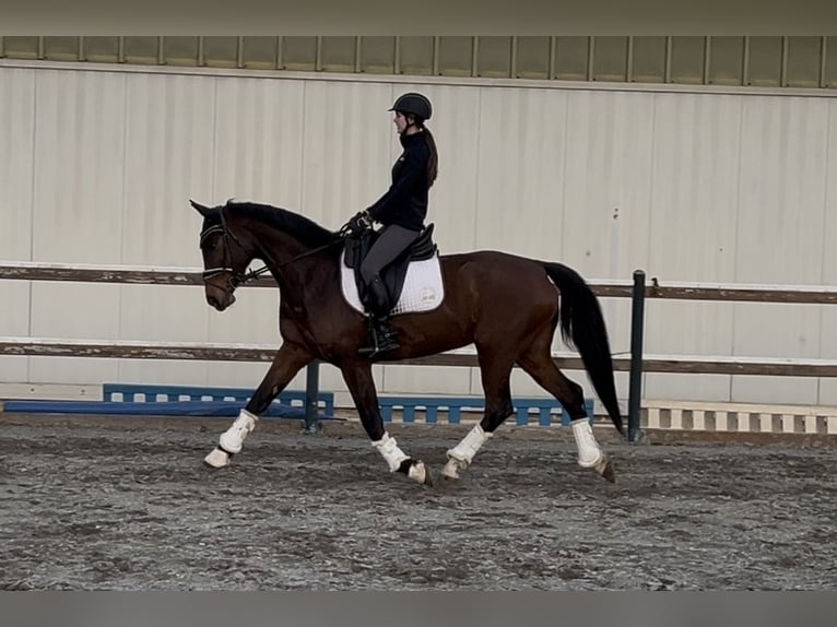 Hannover Giumenta 11 Anni 162 cm Baio in Mansuè