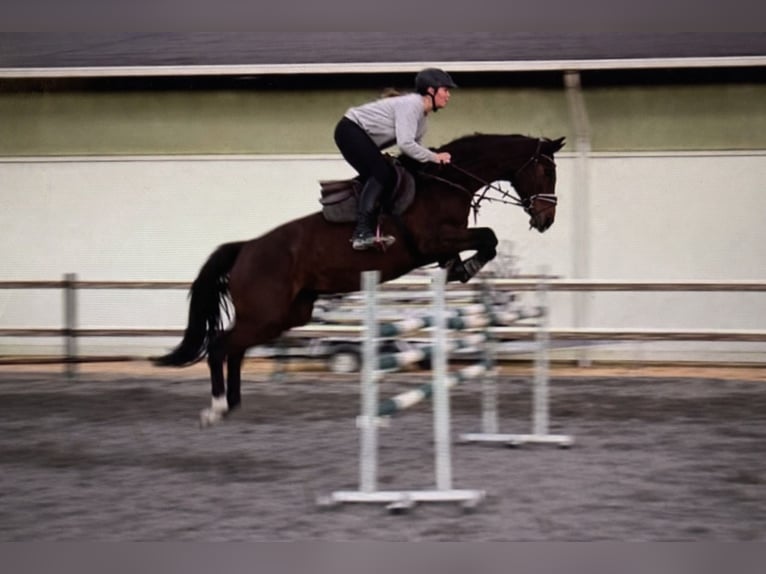 Hannover Giumenta 11 Anni 162 cm Baio in Mansuè