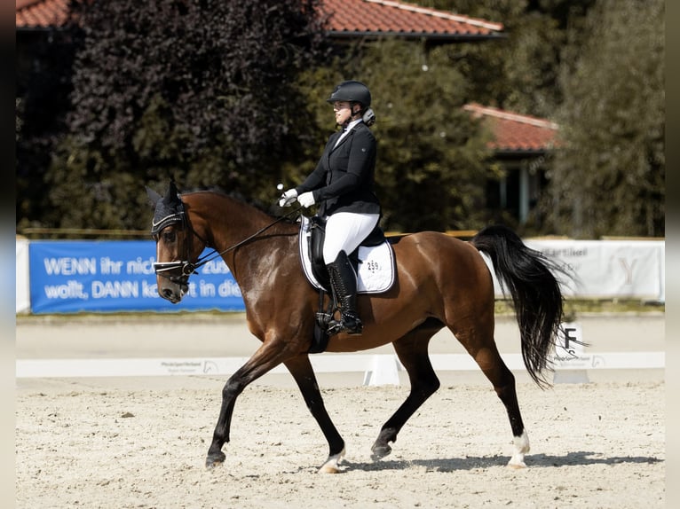 Hannover Giumenta 11 Anni 163 cm Baio in Uetze