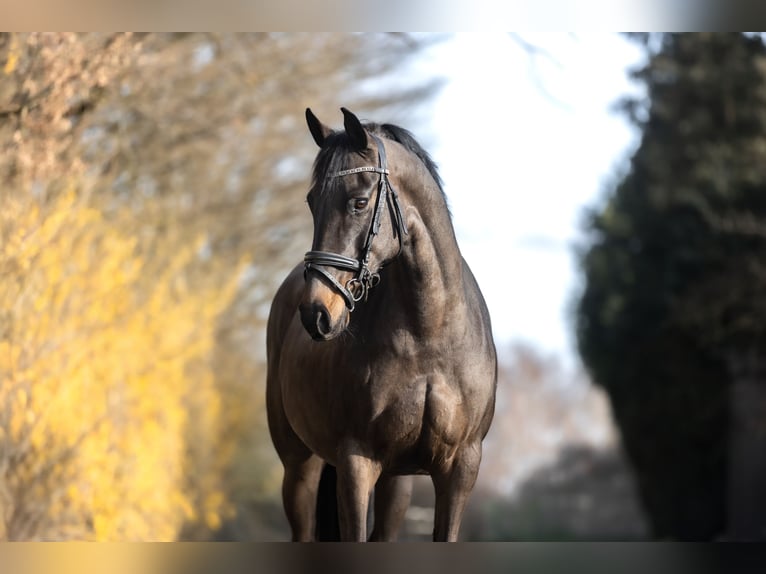 Hannover Giumenta 11 Anni 163 cm Baio scuro in Windhagen