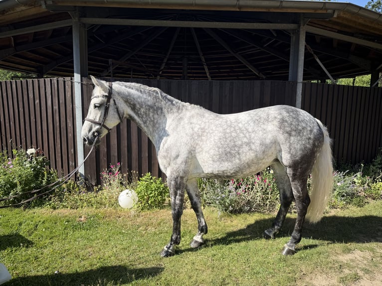 Hannover Giumenta 11 Anni 163 cm Grigio pezzato in Rosengarten