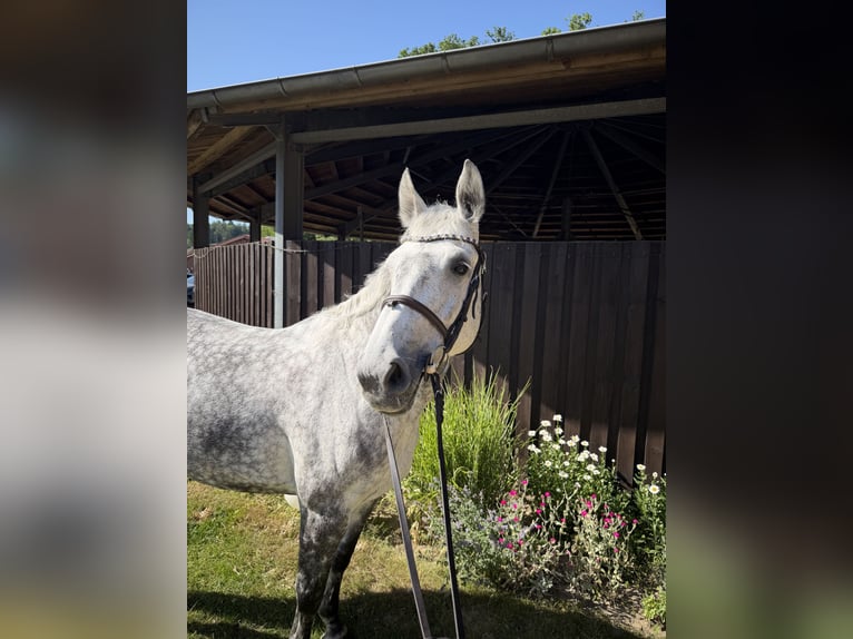 Hannover Giumenta 11 Anni 163 cm Grigio pezzato in Rosengarten