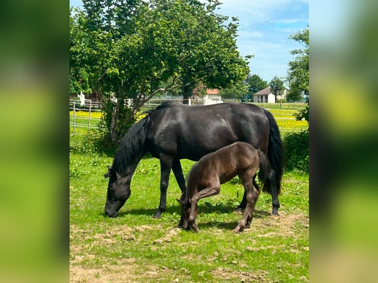 Hannover Giumenta 11 Anni 163 cm Morello in Bad Wurzach