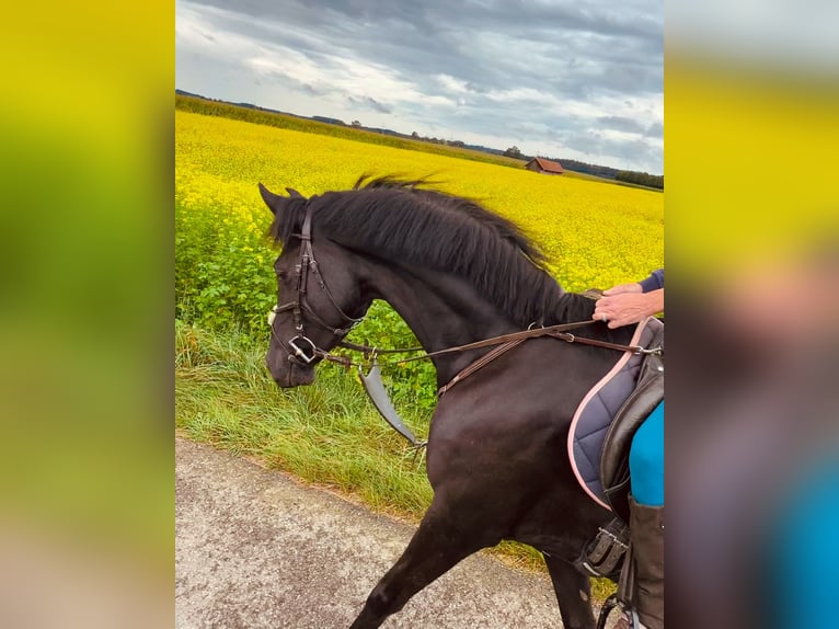 Hannover Giumenta 11 Anni 163 cm Morello in Bad Wurzach