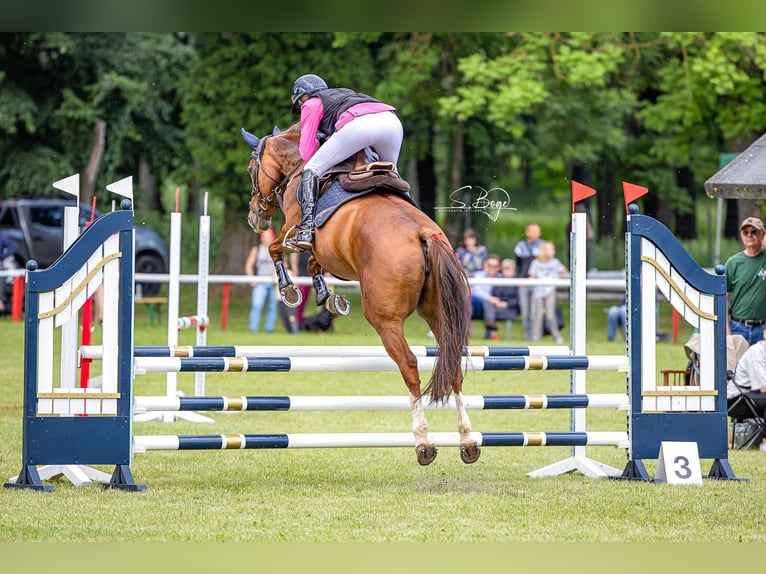 Hannover Giumenta 11 Anni 163 cm Sauro in Röbel