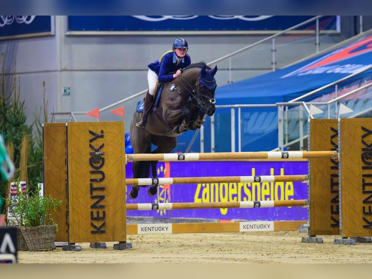 Hannover Giumenta 11 Anni 164 cm Morello in Gnarrenburg