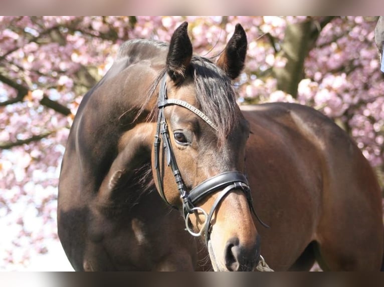 Hannover Giumenta 11 Anni 165 cm Baio in Lage