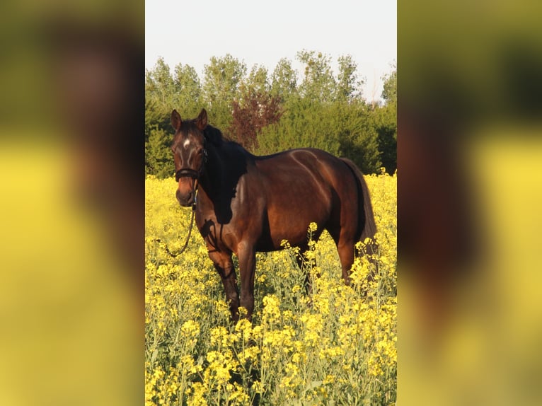 Hannover Giumenta 11 Anni 165 cm Baio in R&#xFC;dersdorf bei Berlin