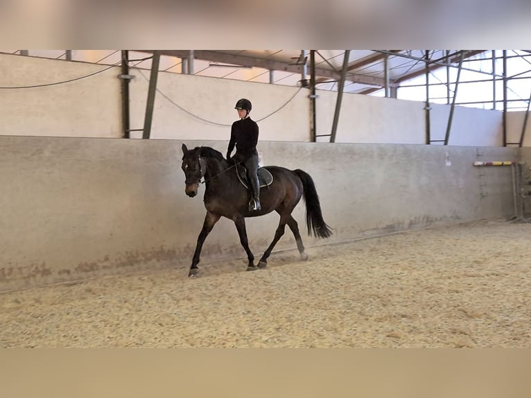 Hannover Giumenta 11 Anni 165 cm Baio in R&#xFC;dersdorf bei Berlin