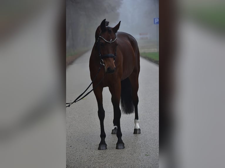 Hannover Giumenta 11 Anni 165 cm Baio scuro in Grieselstein