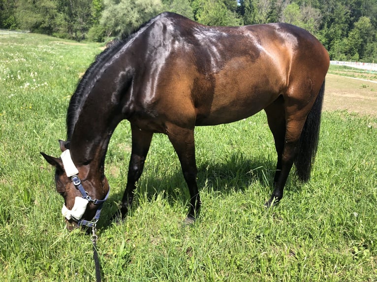 Hannover Giumenta 11 Anni 165 cm Baio scuro in Neuchâtel