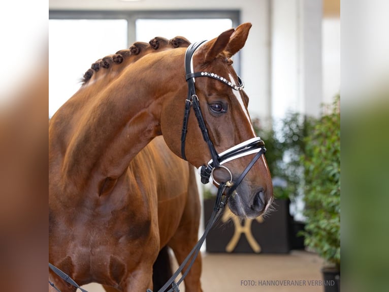 Hannover Giumenta 11 Anni 165 cm Sauro in Verden