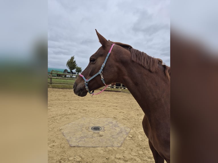 Hannover Giumenta 11 Anni 165 cm Sauro in Iserlohn