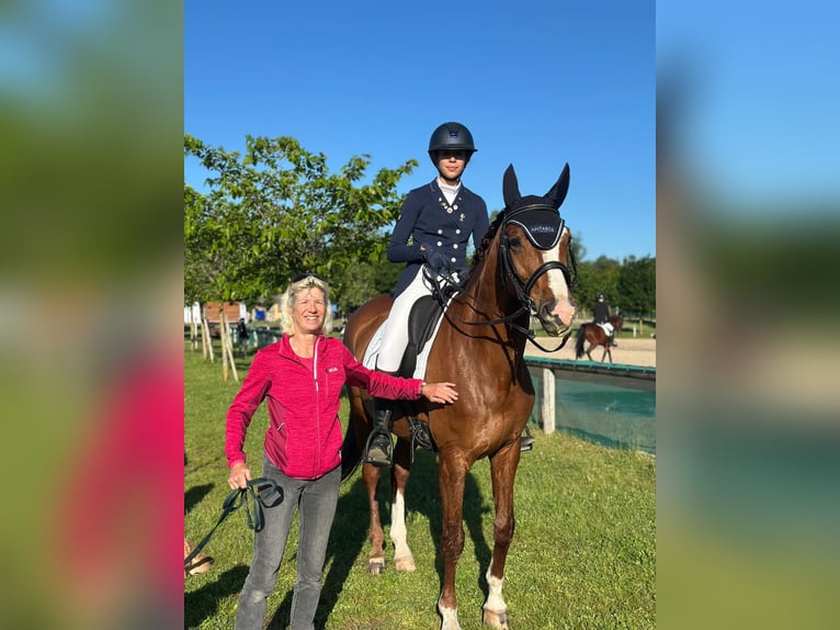 Hannover Giumenta 11 Anni 166 cm Baio in Alpes de Haute Provence