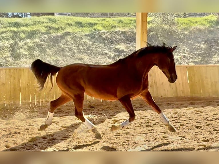 Hannover Giumenta 11 Anni 166 cm Baio in Alpes de Haute Provence
