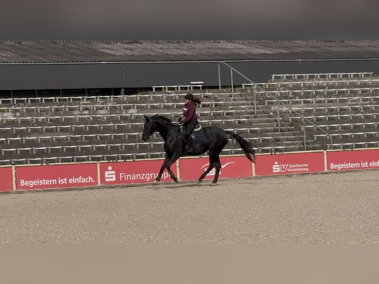 Hannover Giumenta 11 Anni 167 cm Morello in Karlskron