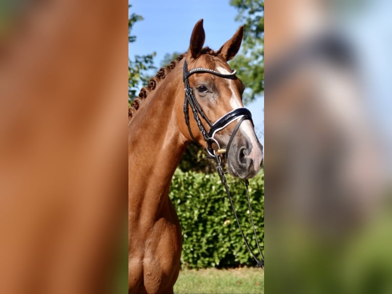 Hannover Giumenta 11 Anni 167 cm Sauro in Köthel