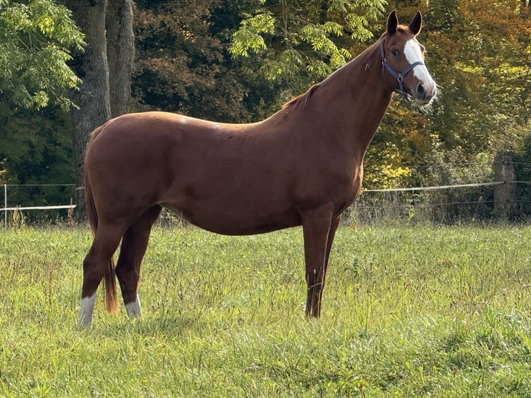Hannover Giumenta 11 Anni 167 cm Sauro in Münsingen