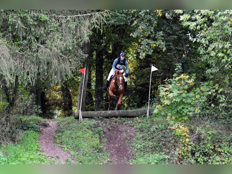 Hannover Giumenta 11 Anni 167 cm Sauro in Triesen