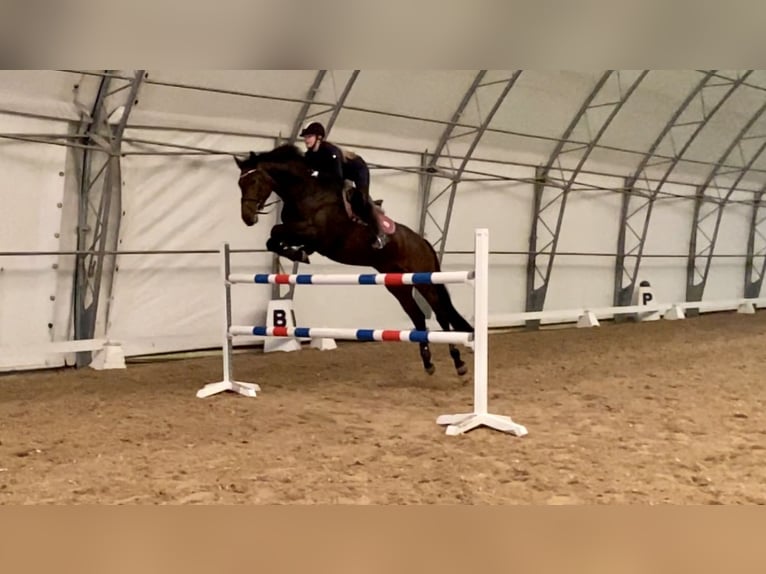 Hannover Giumenta 11 Anni 168 cm Baio in Perchtoldsdorf