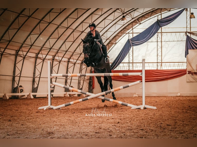 Hannover Giumenta 11 Anni 168 cm Baio in Perchtoldsdorf