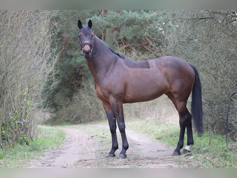 Hannover Giumenta 11 Anni 168 cm Baio nero in Wuppertal