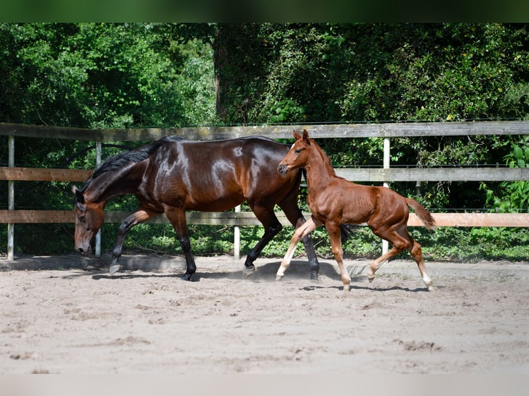 Hannover Giumenta 11 Anni 168 cm Baio scuro in Nordhorn