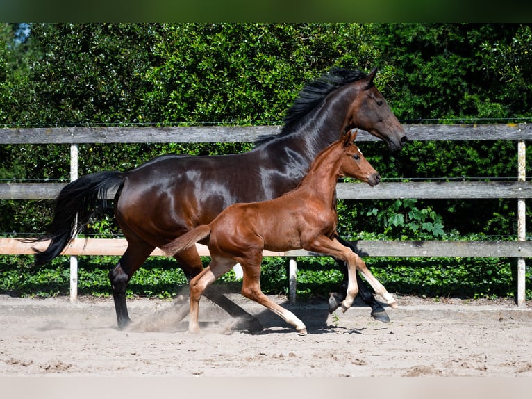 Hannover Giumenta 11 Anni 168 cm Baio scuro in Nordhorn