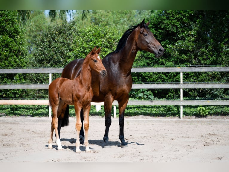 Hannover Giumenta 11 Anni 168 cm Baio scuro in Nordhorn