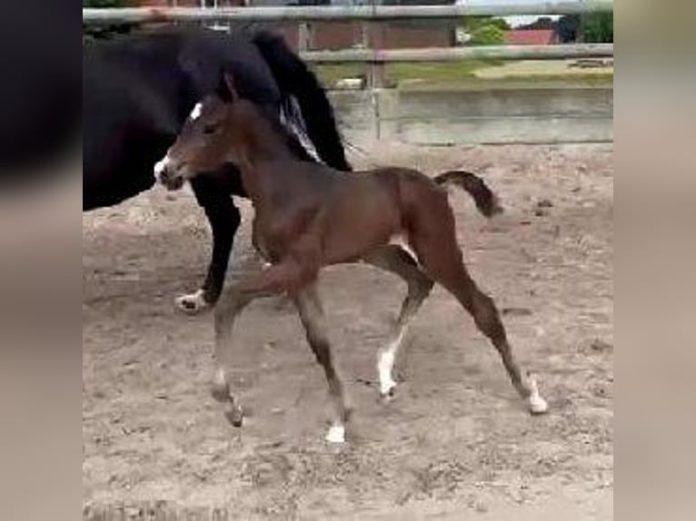 Hannover Giumenta 11 Anni 168 cm Baio scuro in Telgte