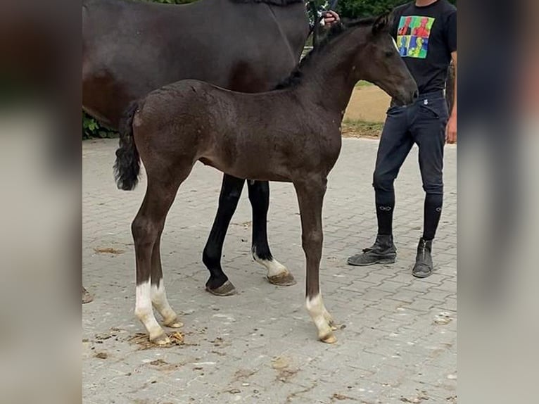 Hannover Giumenta 11 Anni 168 cm Baio scuro in Telgte