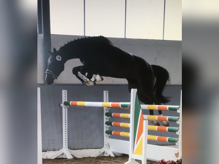 Hannover Giumenta 11 Anni 168 cm Baio scuro in Wagenfeld
