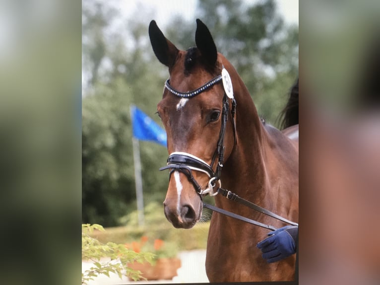 Hannover Giumenta 11 Anni 168 cm Baio scuro in Wagenfeld