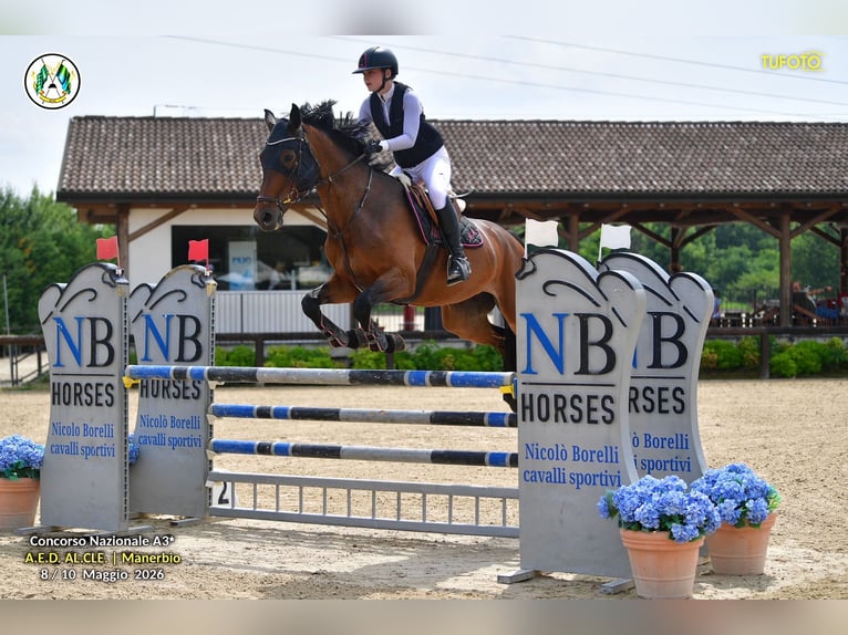 Hannover Giumenta 11 Anni 168 cm Baio scuro in Padova