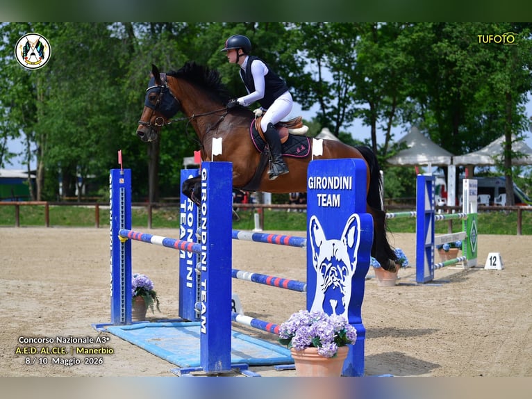 Hannover Giumenta 11 Anni 168 cm Baio scuro in Padova