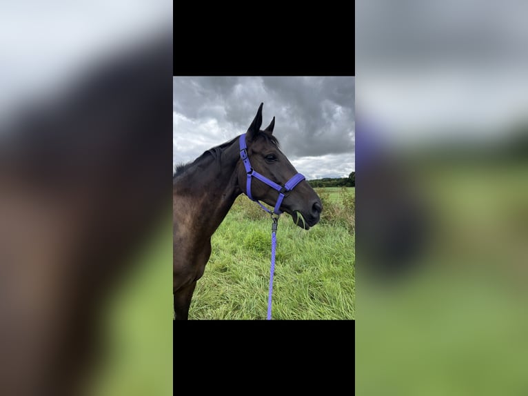 Hannover Giumenta 11 Anni 168 cm Baio scuro in Schwalmstadt