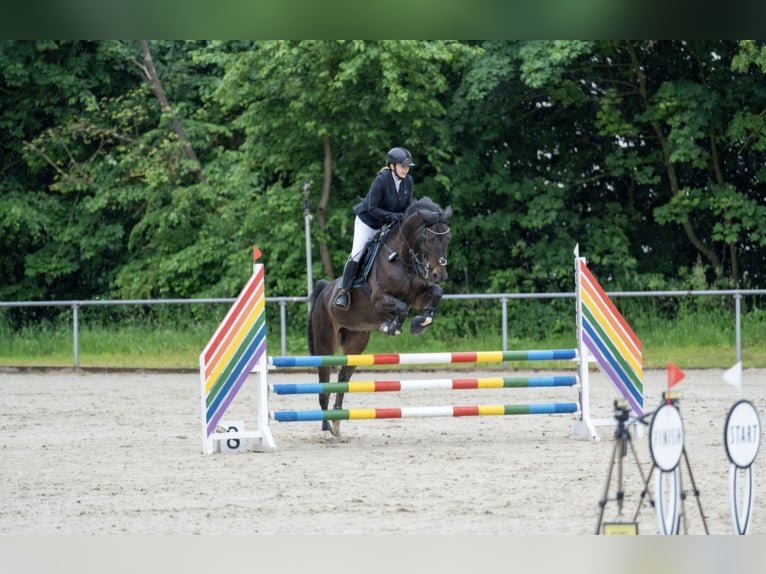 Hannover Giumenta 11 Anni 168 cm Baio scuro in Schwalmstadt