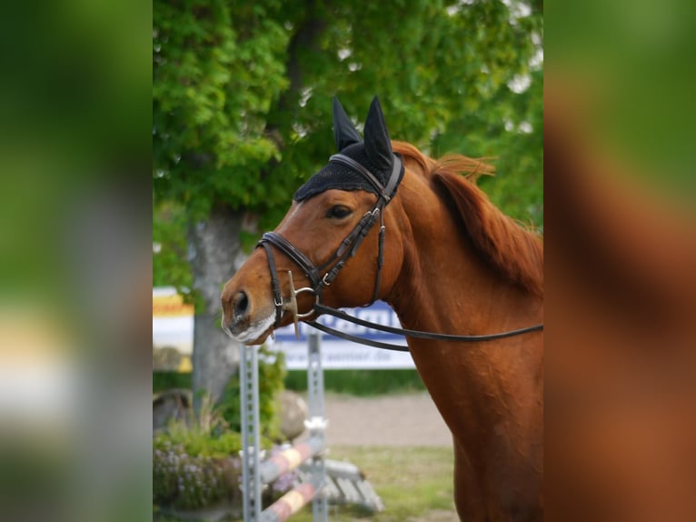 Hannover Giumenta 11 Anni 168 cm Sauro in Spall