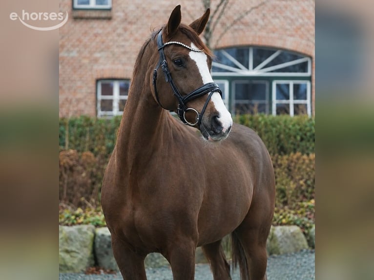 Hannover Giumenta 11 Anni 168 cm Sauro scuro in Hohenfelde
