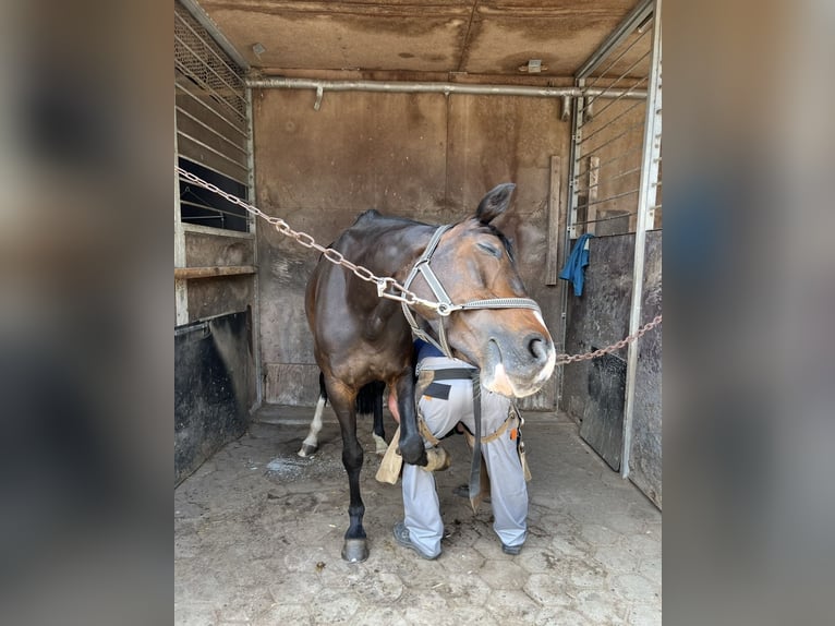 Hannover Giumenta 11 Anni 169 cm Baio scuro in Hamburg