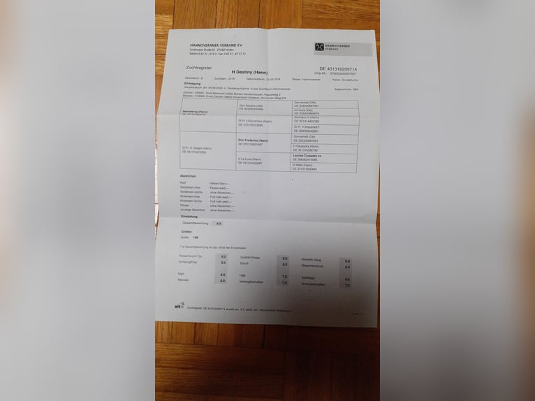 Hannover Giumenta 11 Anni 169 cm Sauro in Schachdorf Ströbeck