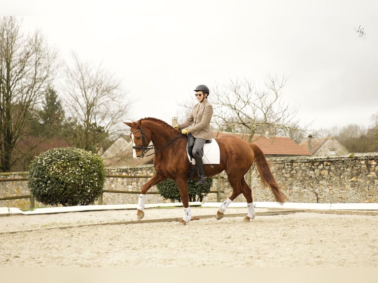 Hannover Giumenta 11 Anni 169 cm Sauro scuro in Yvelines