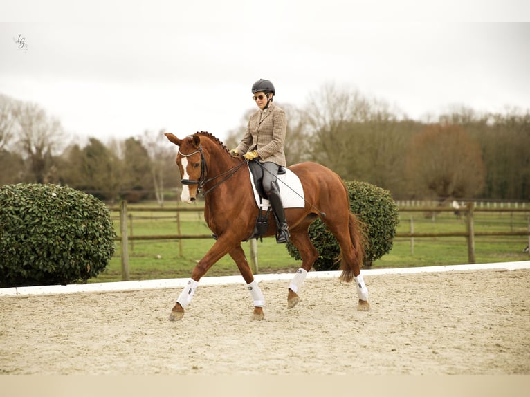 Hannover Giumenta 11 Anni 169 cm Sauro scuro in Yvelines