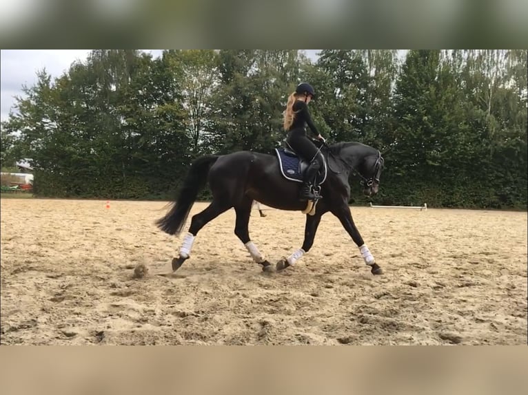 Hannover Giumenta 11 Anni 170 cm Baio in Halle